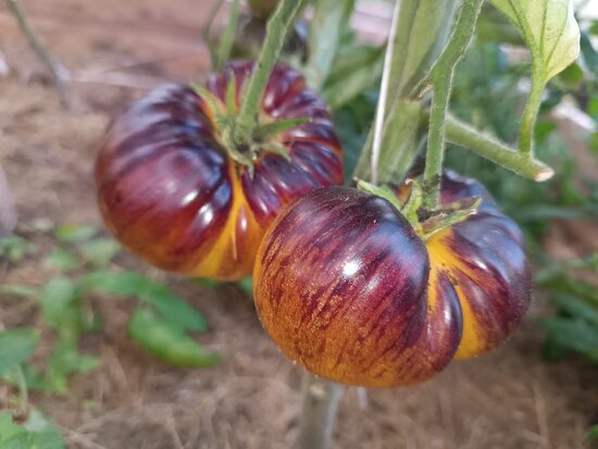 Королева Солнца